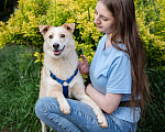 Собаки в Волоколамске: Асенька, собака-компаньон в добрые руки Девочка, Бесплатно - фото 2
