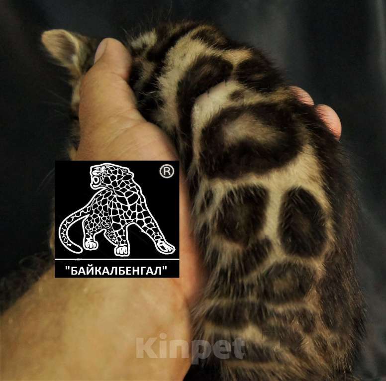 Кошки в Хабаровске: БЕНГАЛЬСКИЕ КОТЯТА. ПИТОМНИК Девочка, Бесплатно - фото 8