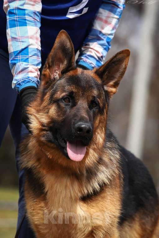 Собаки в Юрге: Вязка Мальчик, 30 000 руб. - фото 2