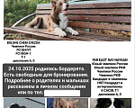 Собаки в Красноярске: продам щенка Бордер Колли Девочка, 110 000 руб. - фото 3