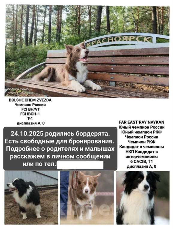 Собаки в Красноярске: продам щенка Бордер Колли Девочка, 110 000 руб. - фото 3