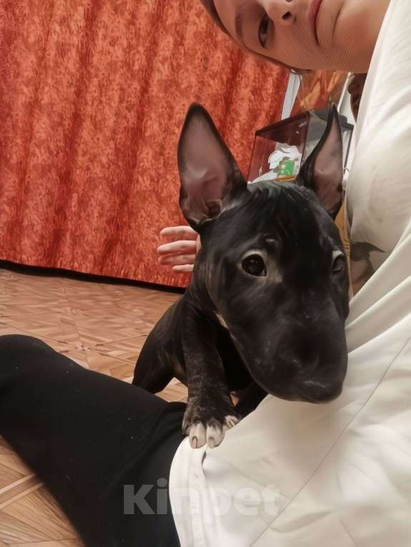 Собаки в Казани: Девочка минибультерьера Девочка, 90 000 руб. - фото 2