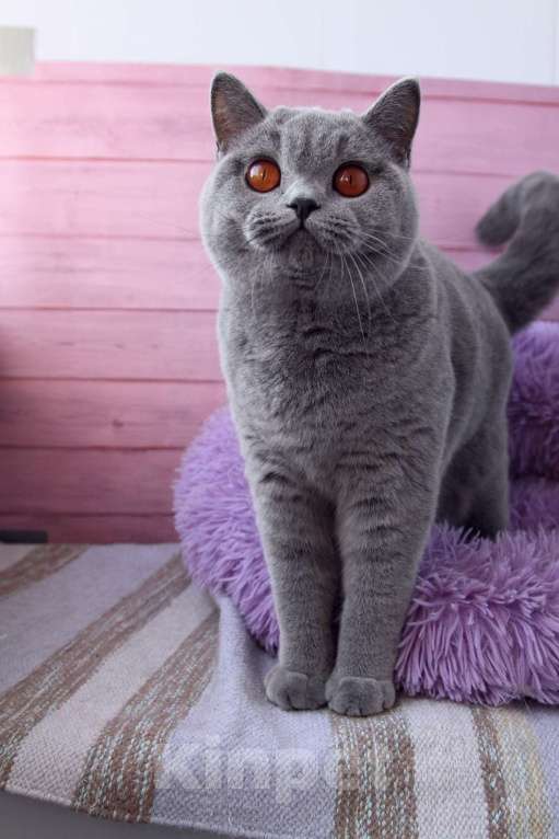 Кошки в Санкт-Петербурге: Нужен дом британке Девочка, 10 000 руб. - фото 8