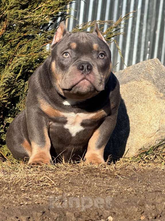Собаки в Москве: Щенок американского булли Мальчик, 140 руб. - фото 2