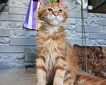 Кошки в других городах Ленинградской области: Котята мейн кун Мальчик, 50 000 руб. - фото 5