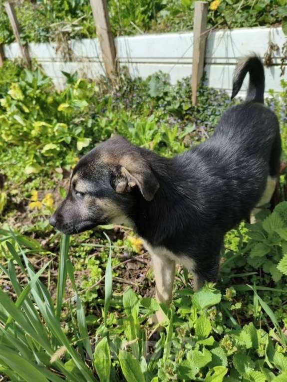 Собаки в Санкт-Петербурге: Маленькая крошка с большой любовью к игрушкам Девочка, Бесплатно - фото 3