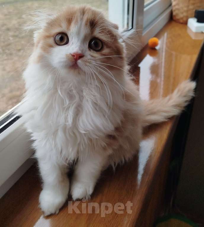 Кошки в Москве: Шотландская кошечка Девочка, 33 000 руб. - фото 4