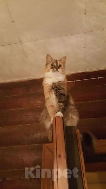 Кошки в Москве: Робкая, игривая, чистоплотная, красавица - идеальная кошь ищет дом Девочка, Бесплатно - фото 2