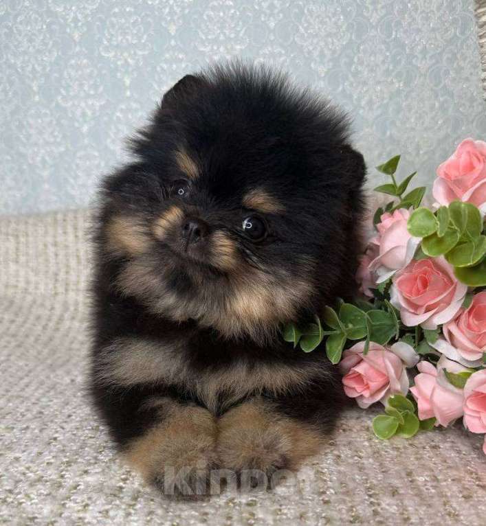 Собаки в Тюмени: Шпиц - мини (Сhanel black shining star ) Девочка, Бесплатно - фото 5