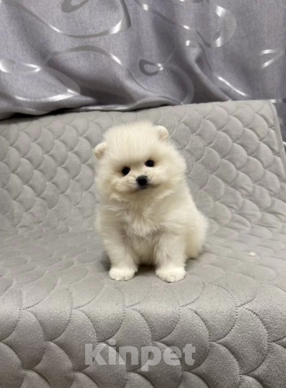 Собаки в Москве: Девочка Девочка, 30 000 руб. - фото 1