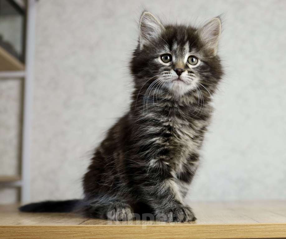 Кошки в Новосибирске: Сибирский котенок Девочка, 90 000 руб. - фото 2