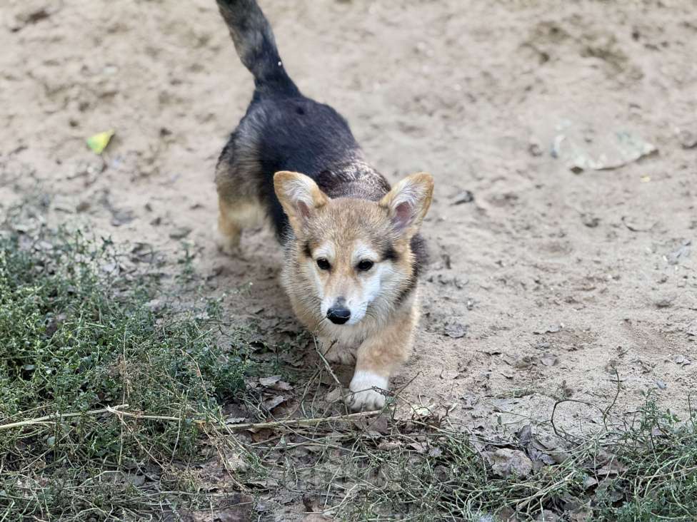 Собаки в Балашихе: Мальчик вельш корги Пемброк Мальчик, 40 000 руб. - фото 3