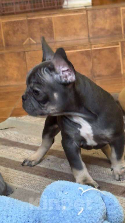 Собаки в Энгельс: породистые щенки французского бульдога Разнополые, 75 000 руб. - фото 3