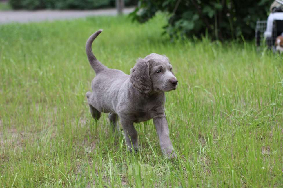 Собаки в Москве: Веймаранер длинношерстный Мальчик, Бесплатно - фото 3
