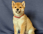 Собаки в Москве: Сиба ину.Мальчик 2 мес. Мальчик, 50 000 руб. - фото 5