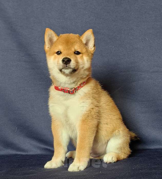 Собаки в Москве: Сиба ину.Мальчик 2 мес. Мальчик, 50 000 руб. - фото 5