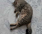 Кошки в Каспийске: Котик Тигра ищет дом Мальчик, Бесплатно - фото 3