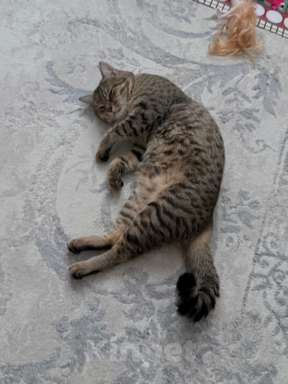 Кошки в Каспийске: Котик Тигра ищет дом Мальчик, Бесплатно - фото 3