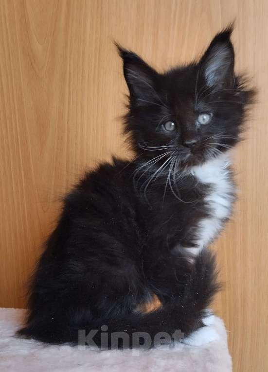 Кошки в Москве: Котик Мейн кун Мальчик, 50 000 руб. - фото 3