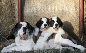 Собаки в Москве: Сенбернар Мальчик, 60 000 руб. - фото 2