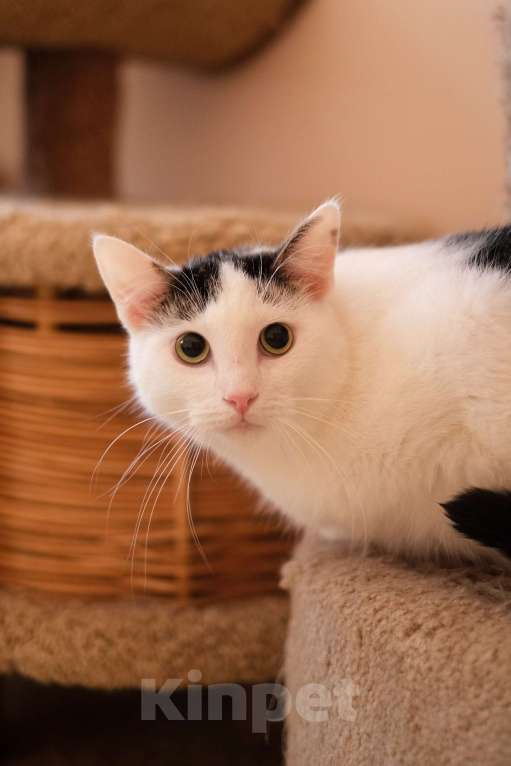 Кошки в Санкт-Петербурге: Лунтик из приюта в добрые руки Мальчик, Бесплатно - фото 8