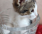Кошки в Одинцово: Котенок, 2 месяца, самостоятельная, умная, отдаем. Мальчик, 1 руб. - фото 4