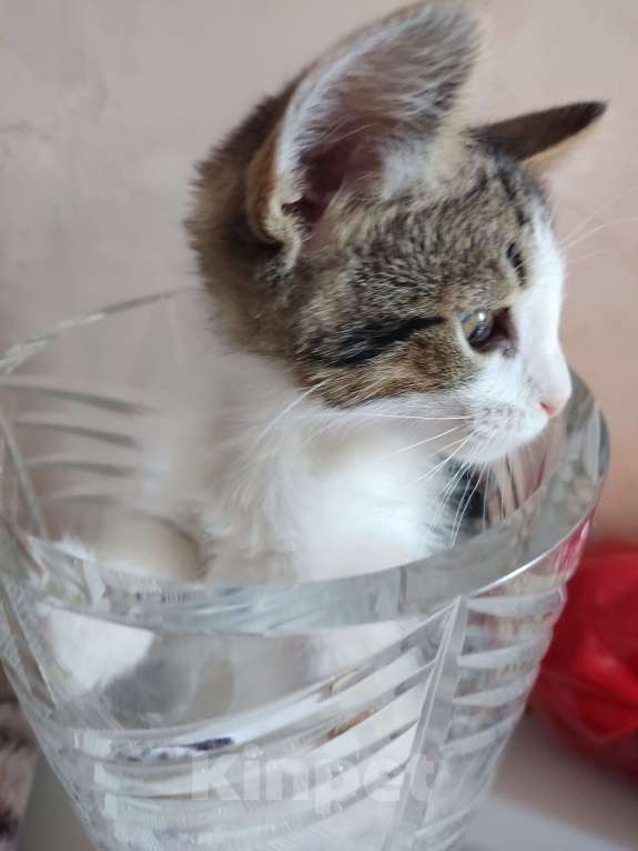Кошки в Одинцово: Котенок, 2 месяца, самостоятельная, умная, отдаем. Мальчик, 1 руб. - фото 4