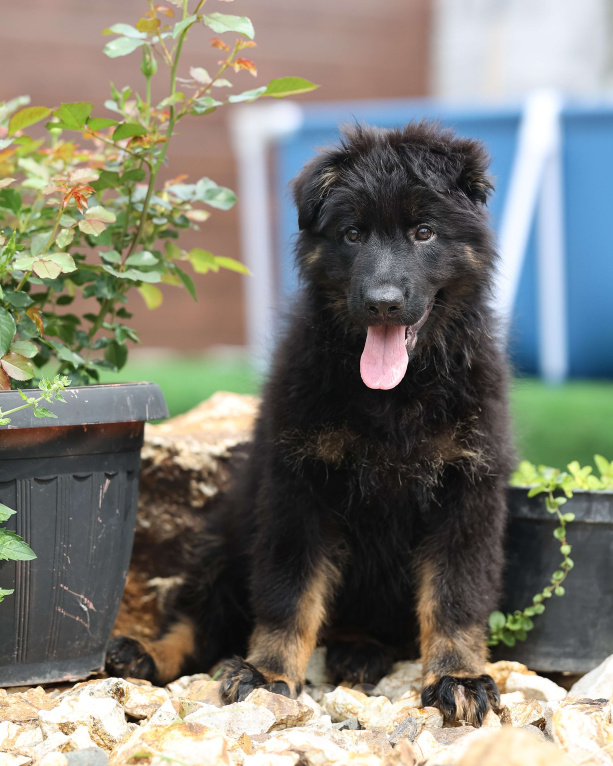 Собаки в Якутске: Щенок длинношерстной немецкой овчарки. Девочка, Бесплатно - фото 2