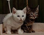 Кошки в Пушкино: Скай и Ричи ищут семью Мальчик, 10 руб. - фото 1