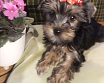 Собаки в Санкт-Петербурге: Щенки йоркширского терьера Девочка, 25 500 руб. - фото 1