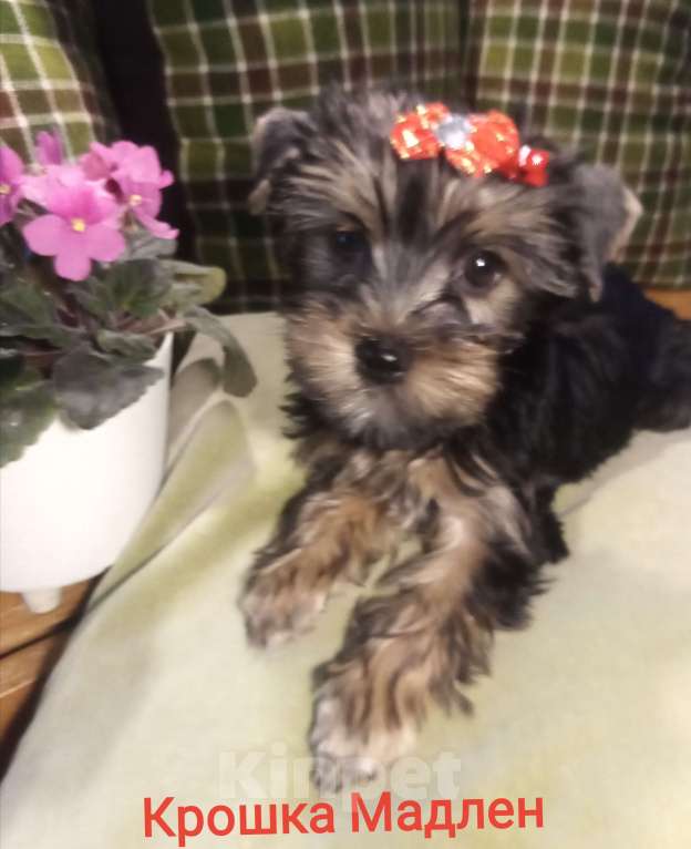 Собаки в Санкт-Петербурге: Щенки йоркширского терьера Девочка, 25 500 руб. - фото 1