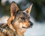 Собаки в Ногинске: Мудрая Рейна, метис овчарки, ждет хозяина Девочка, 10 руб. - фото 2