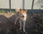 Собаки в Сальске: Вязка Акита-Ину, 800 руб. - фото 2