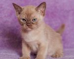 Кошки в Ливны: котята породы Европейская Бурма, 30 000 руб. - фото 10