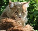Кошки в Мичуринске: Мейнкун на вязку.Котятки полидакты и классики, 10 000 руб. - фото 2