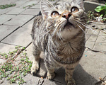 Кошки в Арзамасе: Котики, Бесплатно - фото 1