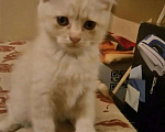 Кошки в Калязине: Отличные котята от породистых родителей, 1 000 руб. - фото 1