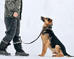 Собаки в Москве: Метис овчарки Джой ищет дом Мальчик, Бесплатно - фото 4
