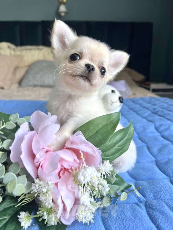 Собаки в Коломне: Чипсик 2.5 мес  Мальчик, 50 000 руб. - фото 3