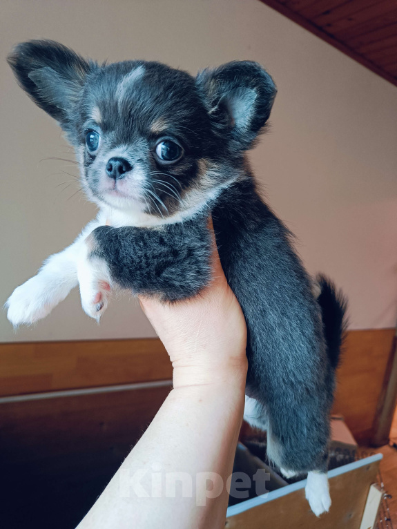 Собаки в Москве: Девочка дш голубой триколор Девочка, 120 000 руб. - фото 4