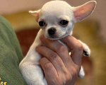 Собаки в других городах Московской области: Продам мини-мини чихуахуа Девочка, 70 000 руб. - фото 1