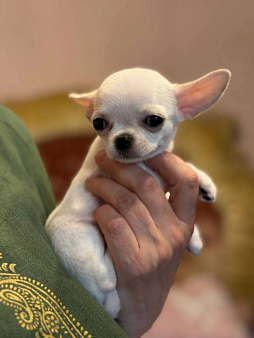 Продам мини-мини чихуахуа