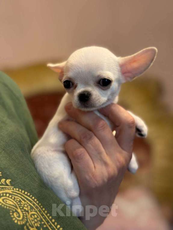 Собаки в других городах Московской области: Продам мини-мини чихуахуа Девочка, 70 000 руб. - фото 1