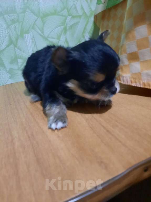 Собаки в Пензе: Продам маленького мальчика Мальчик, Бесплатно - фото 2