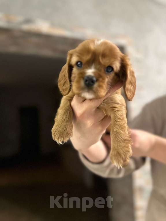 Собаки в Котовске: Продаются щенки Кавалер Кинг Чарльз спаниель Мальчик, 60 000 руб. - фото 4