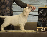 Собаки в Москве: Щенки золотистого (голден) ретривера. Мальчик, 75 000 руб. - фото 1