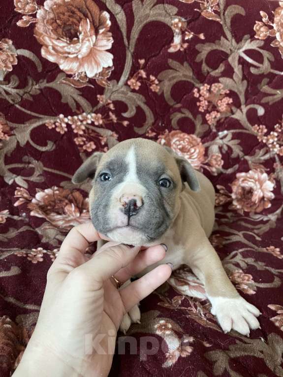 Собаки в Екатеринбурге: Американский булли, щенки Мальчик, 45 000 руб. - фото 4