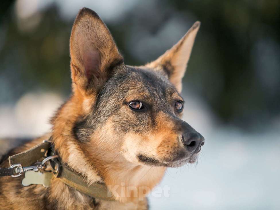 Собаки в Ногинске: Мудрая Рейна, метис овчарки, ждет хозяина Девочка, 10 руб. - фото 2