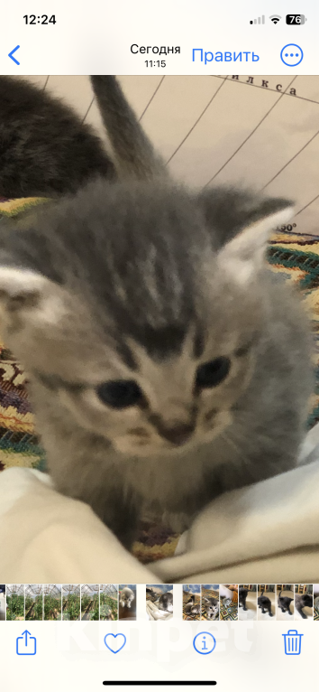 Кошки в других городах Московской области: Вислоухое чудо из Лобни Мальчик, 6 000 руб. - фото 3