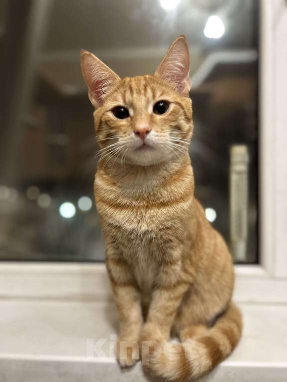 Кошки в Санкт-Петербурге: кот кузя  Мальчик, Бесплатно - фото 2